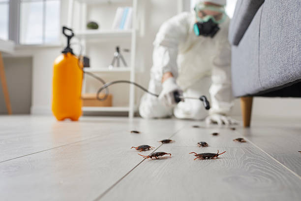 Commercial Kitchen Cockroach Control in Muenster